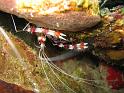 crevette boxeuse stenopus hispidus 2